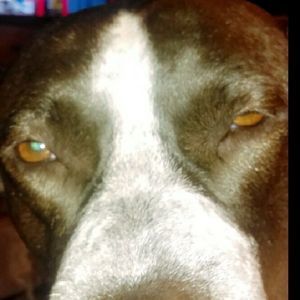 Meet your Posher, Chad